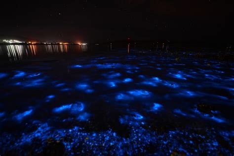 The Best Time to Go to Puerto Rico's Bioluminescent Bays | Puerto Rico ...