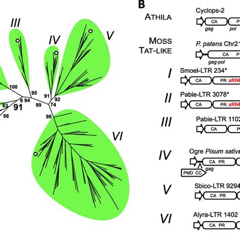 Convergent Evolution Of Plant Tat LTR Retrotransposons Tat LTR RTs