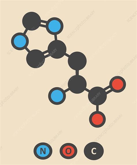 Histidine amino acid molecule - Stock Image - F012/6044 - Science Photo ...