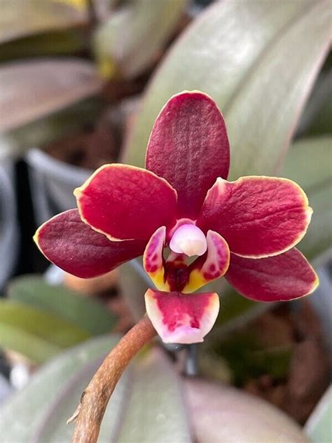 Orchid Orchidee Phalaenopsis (Pinlong Cheris | Grelly België