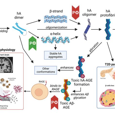 Stages Of Hiapp Aggregation The Role Of Glycation And Their Effects