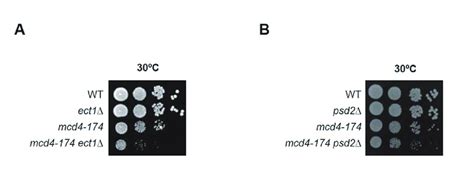 Figure S3 Alterations to the phospholipid synthesis pathway exacerbate ...