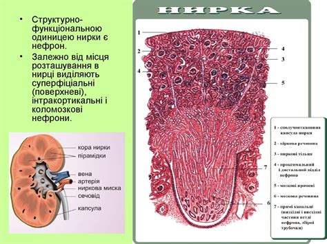 Фізіологія нирок - презентация онлайн