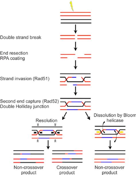 Repair Of Dna Double Strand Breaks Dsb By Homologous Recombination