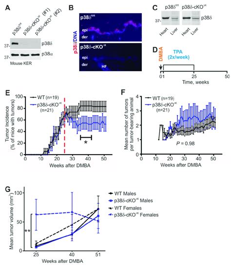 The Effects Of Keratinocyte P Deficiency On Skin Tumor Development