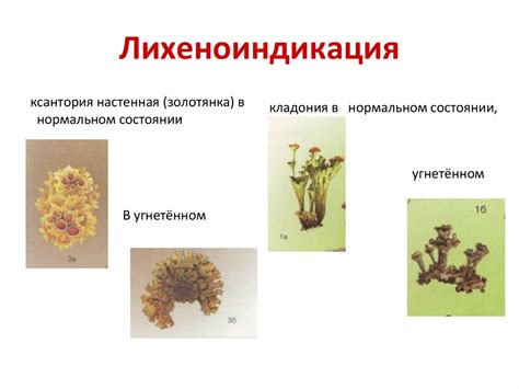 Лишайники и их виды - презентация онлайн
