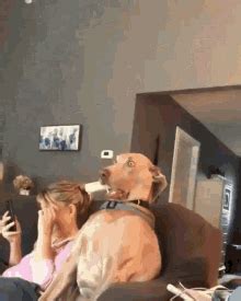 Surprised Dog GIFs | Tenor