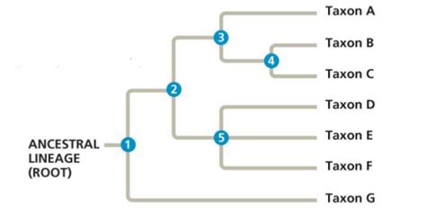 Phylogenetic Trees Wize University Biology Textbook Wizeprep