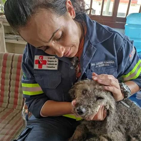 Brasil Tem Grupo De Resgate De Animais Em Desastre Conhe A O Grad