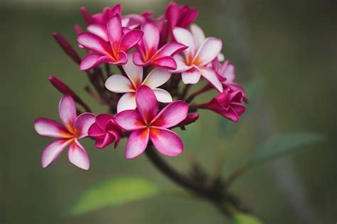 Plumeria Rosado En El Rbol Del Plumeria Flores Tropicales Del