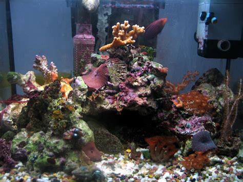 Updated Full Tank Tank Shots Nano Reef Community