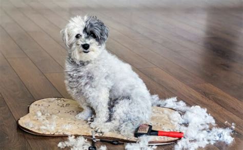 10 Havanese Pros and Cons You Need to Know | Pet Keen