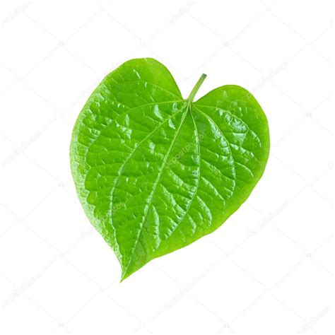 Green Betel Leaf Isolated On White Background Stock Photo