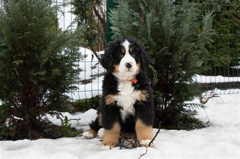 Forever Bernese Mountain Dog Forever Puppy