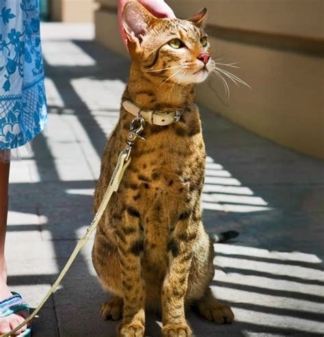 Purrricey Pussy Cats That Cost A Pretty Penny