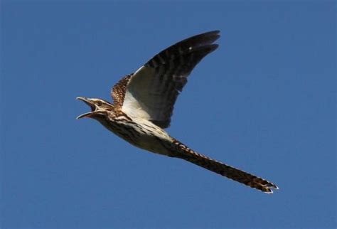 Long Tailed Cuckoo Tetiaroa Society