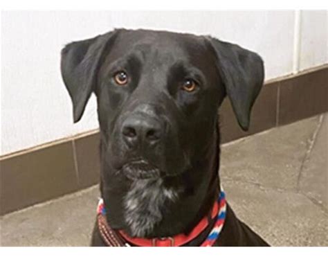 Tucson Az Labrador Retriever Meet Hershey A Pet For Adoption