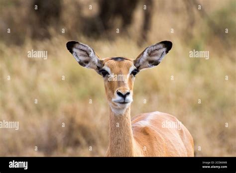 Antelope Close Up Serengeti National Park Tanzania African Wildlife