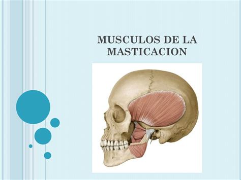 Musculos De La Masticacion Ppt Descargar