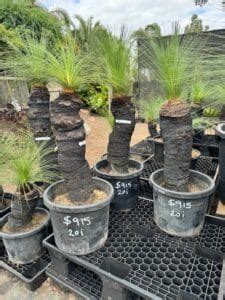 Australian Grass Tree Xanthorrhoea Johnsonii True Green Nursery