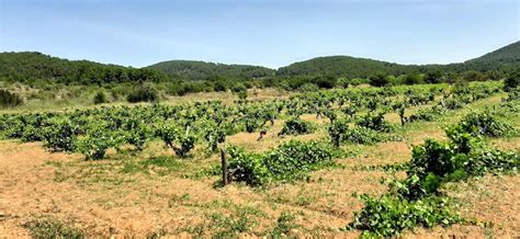 Unveiling Sant Mateu Dalbarca Ibiza S Enchanting Village