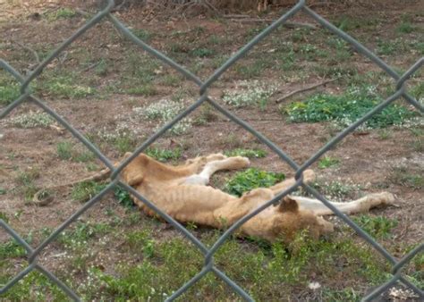 Reactions As Man Shares Photo Of Starved Lion In Oau Zoo Forum The