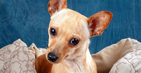 Deer Head Chihuahua A Comparative Guide To Two Chihuahua Types