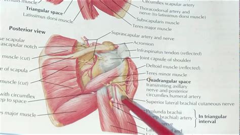 Axillary Nerve Youtube