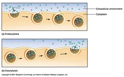 Bi·ol·o·gy Bīˈäləjē Endo And Exo Cytosis