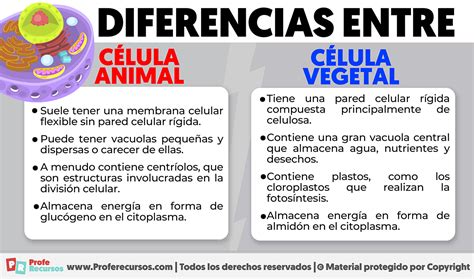 Diferencas Entre Celula Animal E Celula Vegetal Escola Educacao ...