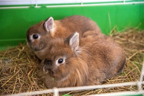 15 Fakten über Kaninchen du bestimmt noch nicht kanntest