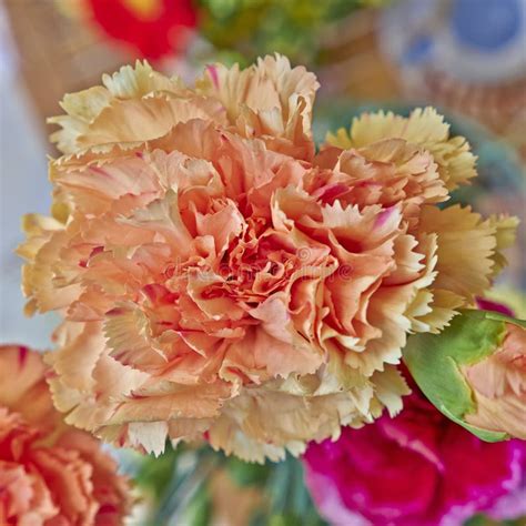 Red And Orange Carnation Flowers Closeup Stock Photo Image Of Blossom