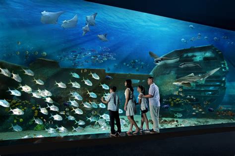 Sea Aquarium Singapore Living Nomads Travel Tips Guides