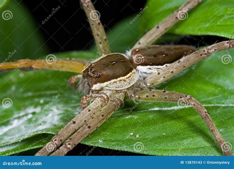 A raft spider stock image. Image of thorny, hairy, arachnid - 13870143