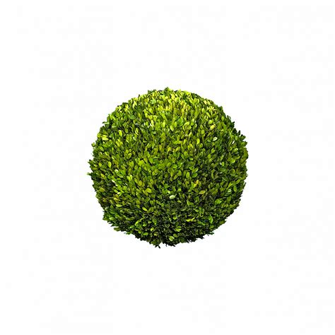 0020020 16 Inch Preserved Boxwood Balls De La Torre Event Design