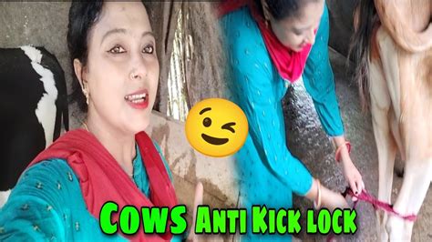 গরু লাথি মারা বন্ধ করার পদ্ধতি Anti Kick Lock দুধ দোহণর সময় গরু