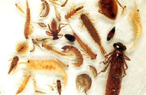 Macroinvertebrates River Ecology And Wildlife About The River