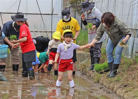 泥の感触に歓声 園児が田植え体験 龍澤寺こども園【一関】｜iwanichi Online 岩手日日新聞社