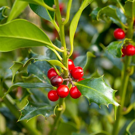 Common Holly Evergreen Hedging Form Plants