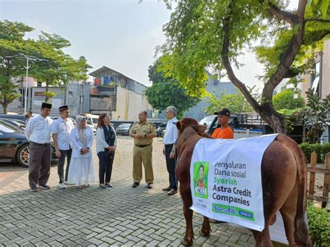 Sambut Idul Adha H Acc Salurkan Ratusan Hewan Kurban