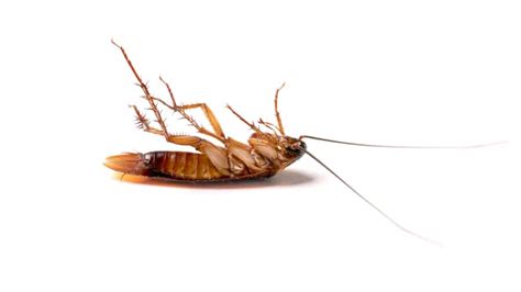 How To Know if a Roach Is Dead | BeatPests