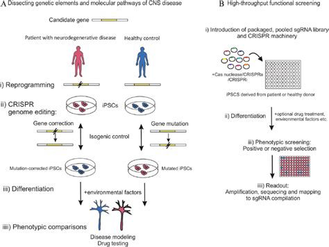 The Combination Of Human Ipsc Technology With Crispr Gene Editing In