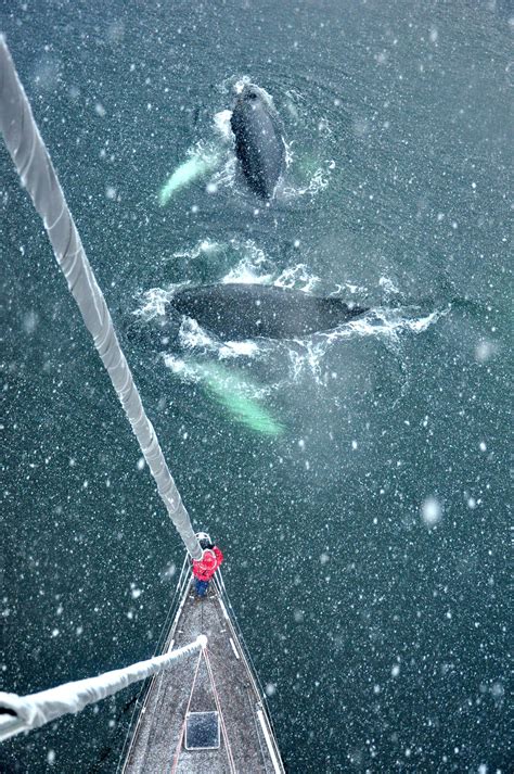 Colombia y el seguimiento de las ballenas jorobadas en la Antártida