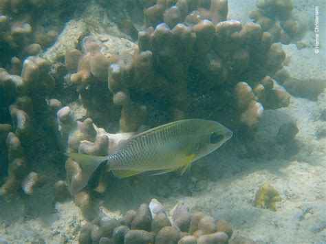 Snorkeling in Pulau Sapi, Tunku Abdul Rahman Marine Park | Snorkeling Sabah