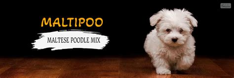 Maltese Poodle Mix The Ultimate Guide To The Mighty Maltipoo