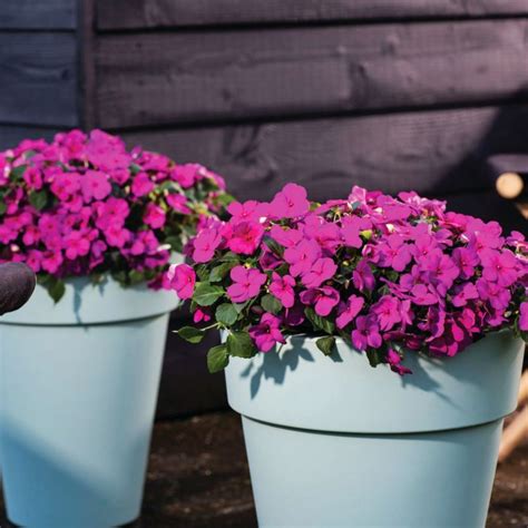 Impatiens Imara Xdr Purple F1 Seed Harris Seeds