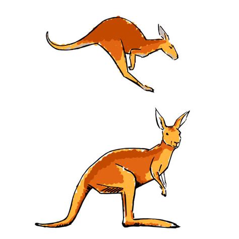 Pictures Of Wallabies Illustrations Royalty Free Vector Graphics