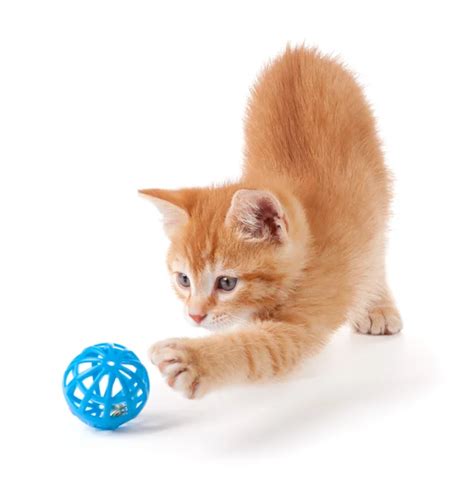 Cat with toy Stock Photos, Royalty Free Cat with toy Images | Depositphotos®