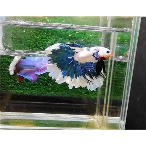 Fancy Halfmoon Erkek Betta M