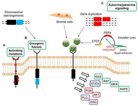 Ijms Free Full Text The Emerging Role Of The Fgf Fgfr Pathway In